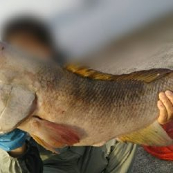 モンスターハンター釣行